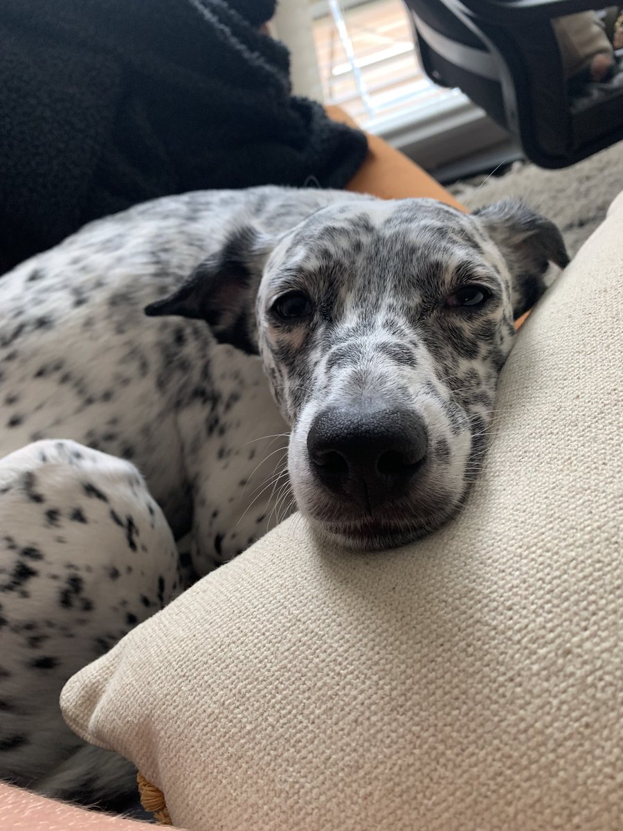 Will you play with me pretty please? 🥺