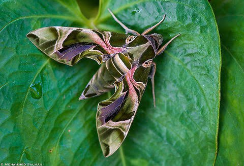 ozgonimations's tweet photo. @OneTopicAtATime oleander hawk moth, comet moth, rosy maple moth https://t.co/30qeX4dH1u