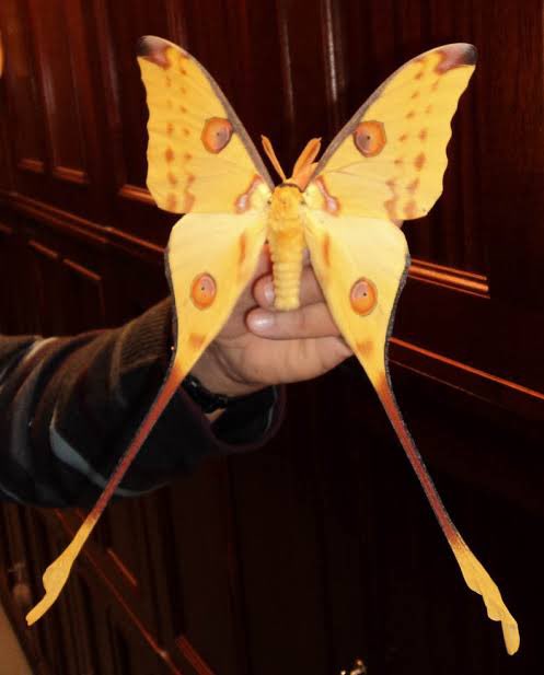 ozgonimations's tweet photo. @OneTopicAtATime oleander hawk moth, comet moth, rosy maple moth https://t.co/30qeX4dH1u