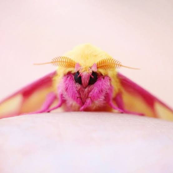 ozgonimations's tweet photo. @OneTopicAtATime oleander hawk moth, comet moth, rosy maple moth https://t.co/30qeX4dH1u