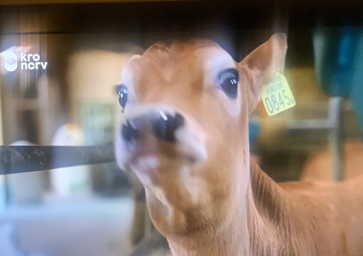 roosvonk's tweet photo. Ik gun al die boeren een gelukkige liefde, maar Yvon Jaspers stop toch eens met doen alsof dit prima is. Kalfjes weggehaald bij hun moeders die als productiemachines worden gebruikt, om ons de melk te geven die ze voor hun kalf hebben gemaakt. #bzv https://t.co/6ySZ4CMO0r