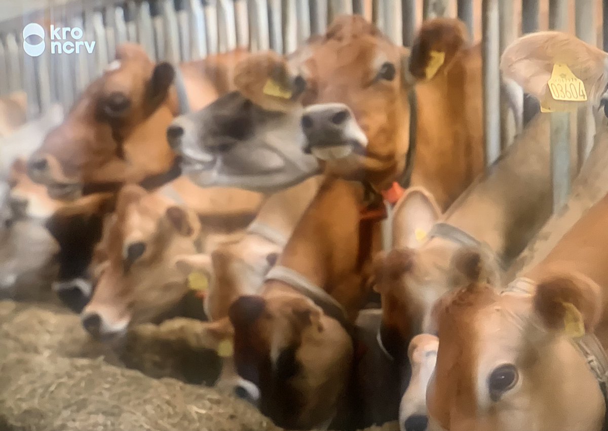 roosvonk's tweet photo. Ik gun al die boeren een gelukkige liefde, maar Yvon Jaspers stop toch eens met doen alsof dit prima is. Kalfjes weggehaald bij hun moeders die als productiemachines worden gebruikt, om ons de melk te geven die ze voor hun kalf hebben gemaakt. #bzv https://t.co/6ySZ4CMO0r