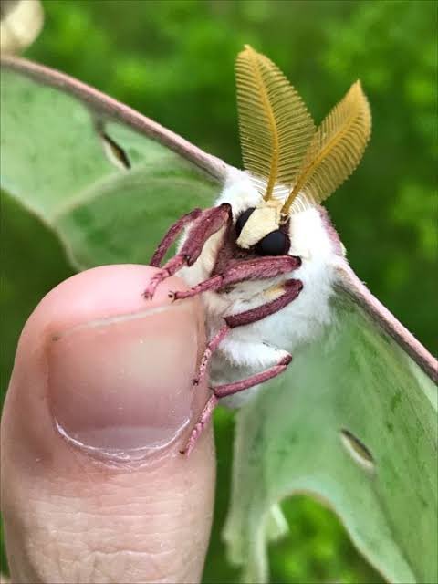 ozgonimations's tweet photo. @OneTopicAtATime Luna moth (more in comments) https://t.co/WPcMZBxd4a