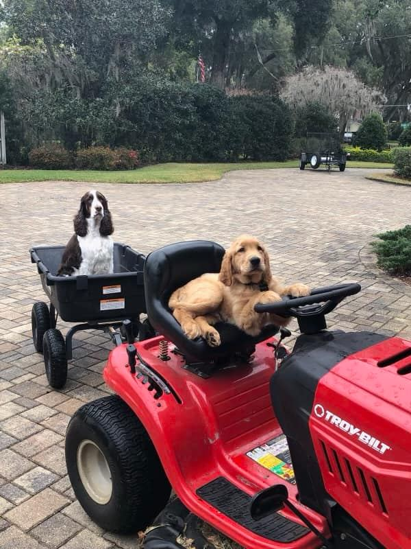 EraclidesGelman's tweet photo. #CutieAlert 🚨Ed Williamson’s (Jacksonville) doggo, Finley, and his granddoggo helping out with the yardwork! #EGPets https://t.co/RqJbGPf4b4