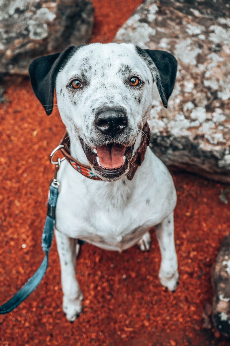 Happy Monday to all of our wonderful new #DogCommunity ☀️🙌🏼🌈 #dogsoftwitter