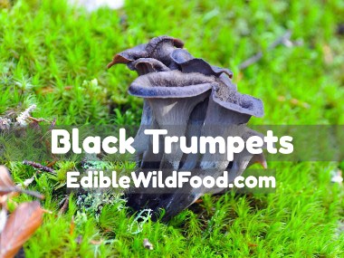 It is not Black Trumpet season but it is the newest wild edible on my website! #wildmushrooms #ediblewildmushrooms #blacktrumpetmushrooms #blacktrumpetfungi #ediblewildfood ediblewildfood.com/black-trumpet.…