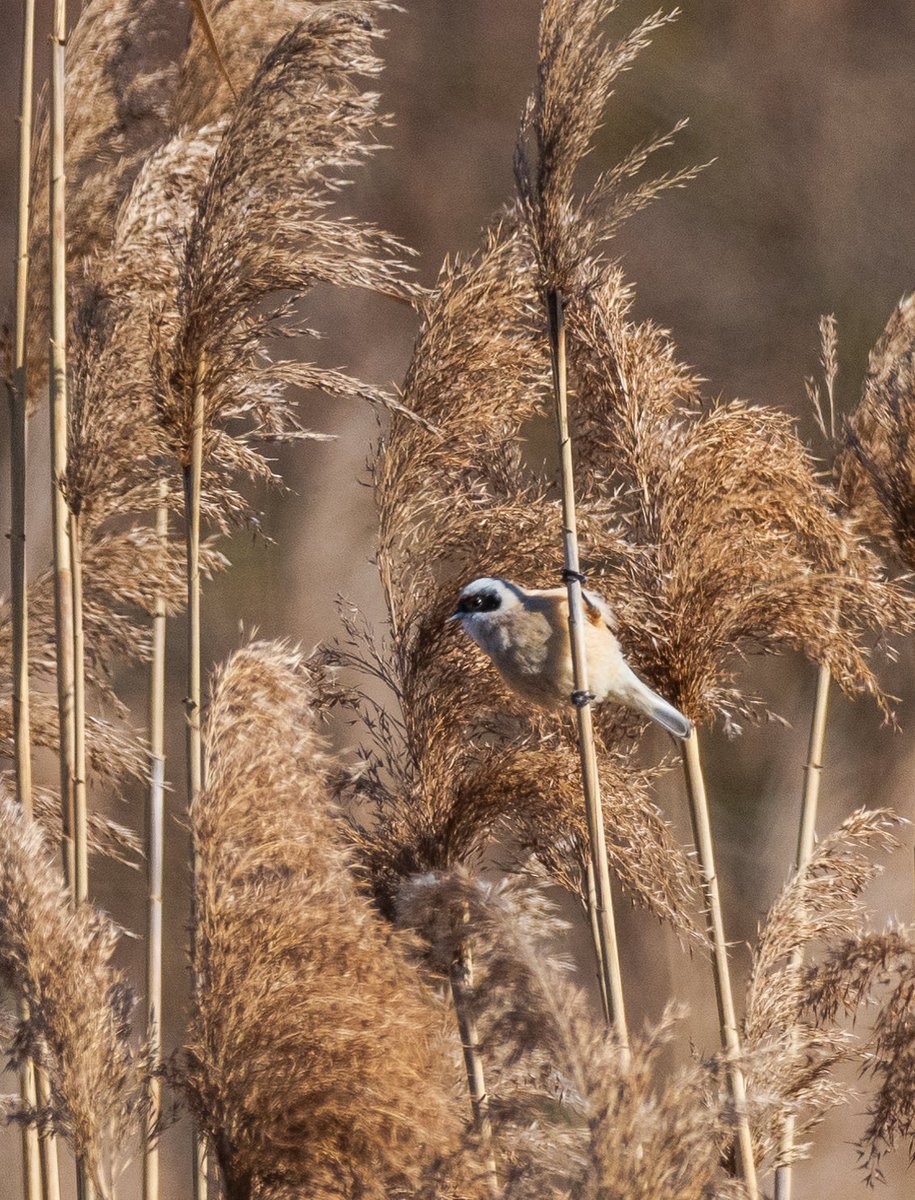 poles____'s tweet photo. Il mio primo #pendolino 
#vallimirandolesi #emiliaromagna #bird #birdwatching #nikon #natgeo https://t.co/nxNLcsCt09