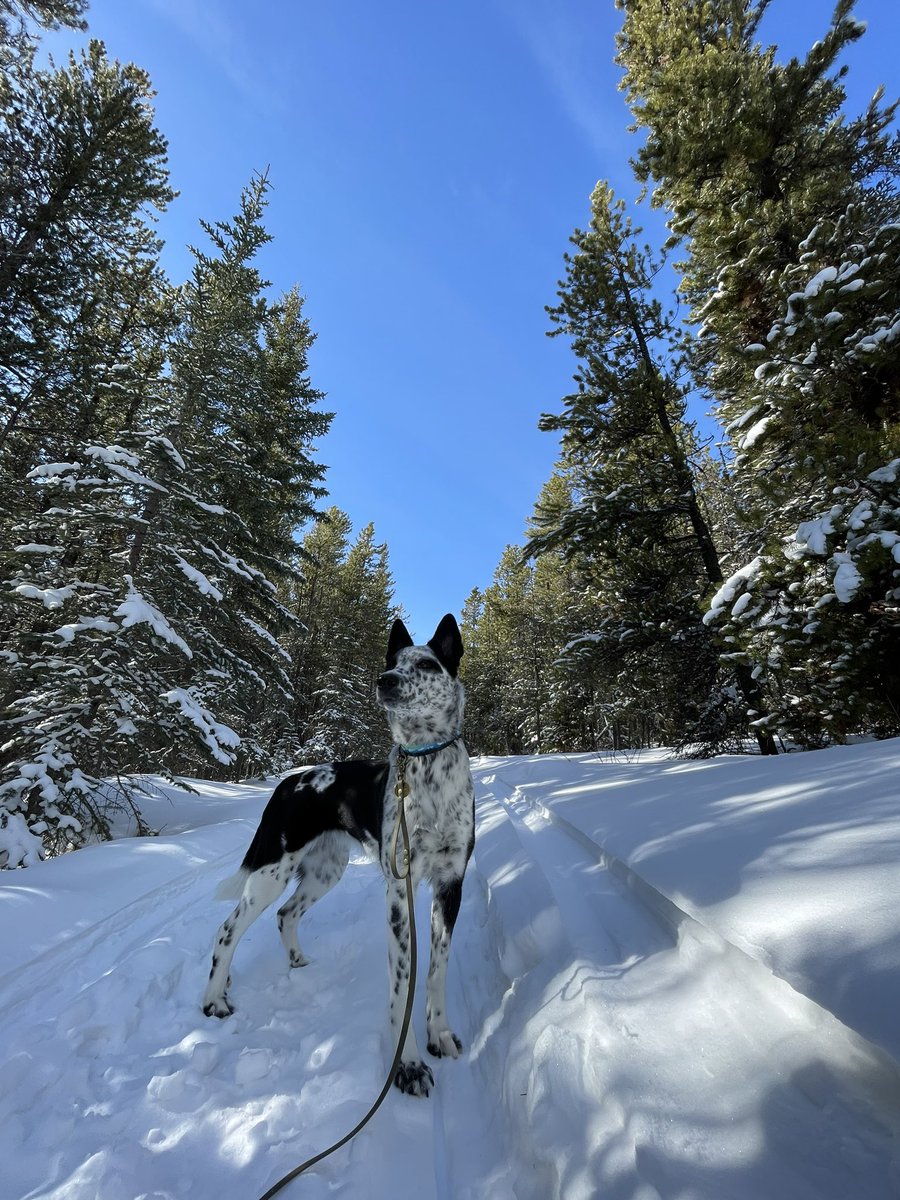 Aspenandtoby's tweet photo. An iPhone photo sneak peak of the trip so far! Can’t wait to get to editing the ones I took on the Nikon 🤩 (I’m also OBSESSED w this pic)
#twitterdogcommunity #dogsoftwitter #dogphotography #adventure https://t.co/i3v5RAoAT4