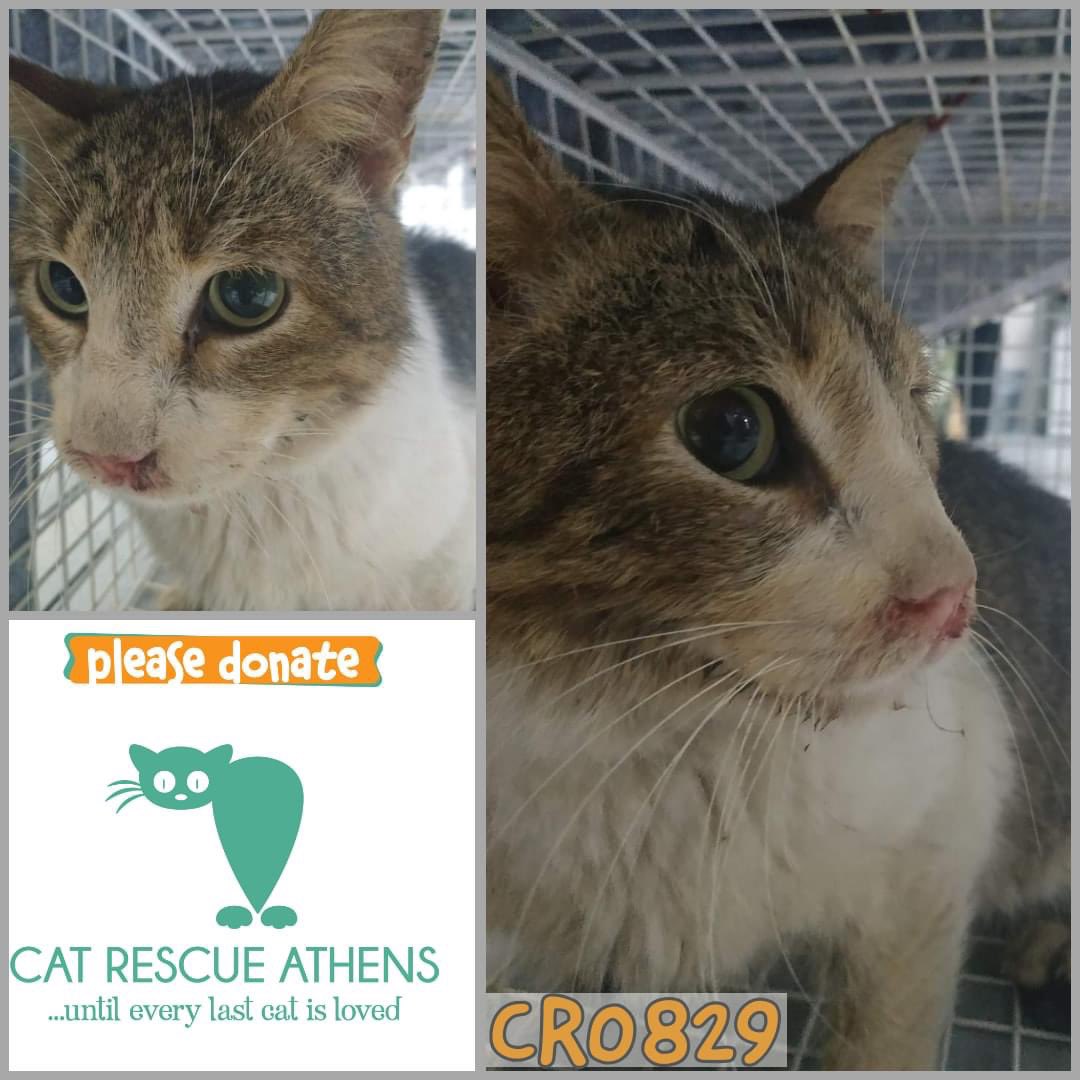 CatRescueAthens's tweet photo. #cra_cr0829

O γατούλης αυτός βρέθηκε με πολύ σοβαρό θέμα στο αναπνευστικό και στο στόμα του. Ήταν πολύ αδύναμος και δυσκολευόταν να φάει.
Νοσηλεύεται και παίρνει αγωγή. Θα στειρωθει και θα γυρίσει στην γειτονιά του.

🆘 Χρειαζόμαστε βοήθεια για να καλύψουμε τα έξοδά του. https://t.co/EPJfhvhF0P