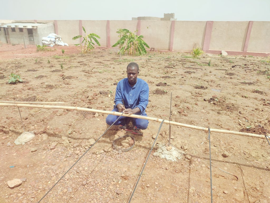Succes_Yiriba's tweet photo. Installation du système d'irrigation goûte à goûte et pose des pots contenant de la fibre de coco utiliser comme substrat pour la culture hors sol de 600 pieds de tomates.
#Contactez_nous
#Culturebio
#Yiri_Agri
#Culture_hors_sol https://t.co/lW7DPCix1Z