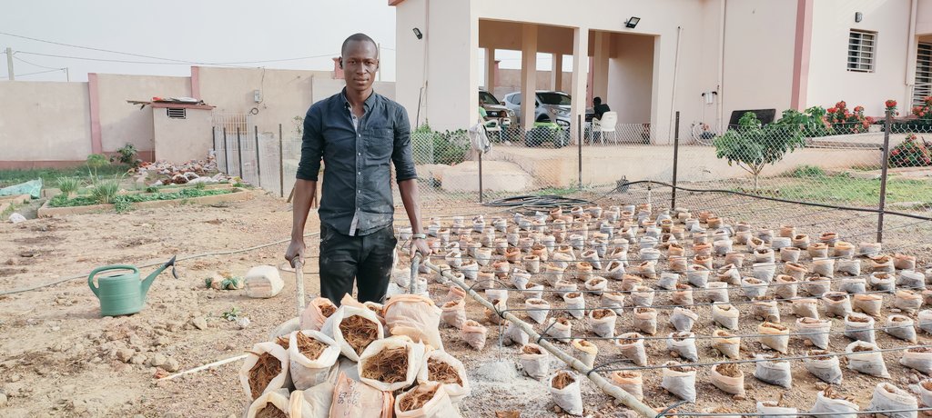 Succes_Yiriba's tweet photo. Installation du système d'irrigation goûte à goûte et pose des pots contenant de la fibre de coco utiliser comme substrat pour la culture hors sol de 600 pieds de tomates.
#Contactez_nous
#Culturebio
#Yiri_Agri
#Culture_hors_sol https://t.co/lW7DPCix1Z
