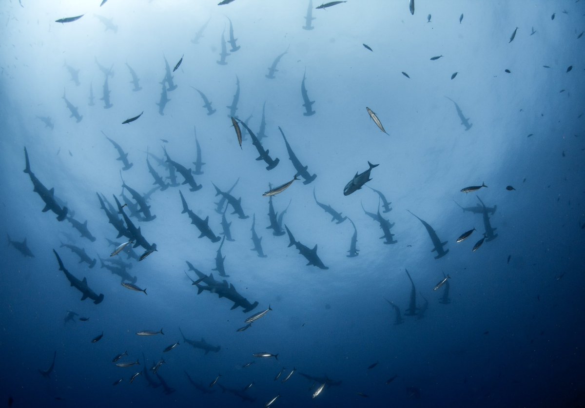 Of the 11 species of hammerheads, schools of scalloped hammerheads (Sphyrna lewini) and great hammerheads (Sphyrna mokarran) are readily available for divers to swim with. You can read about the social order of these large schools here: escholarship.org/uc/item/2qg6s9….