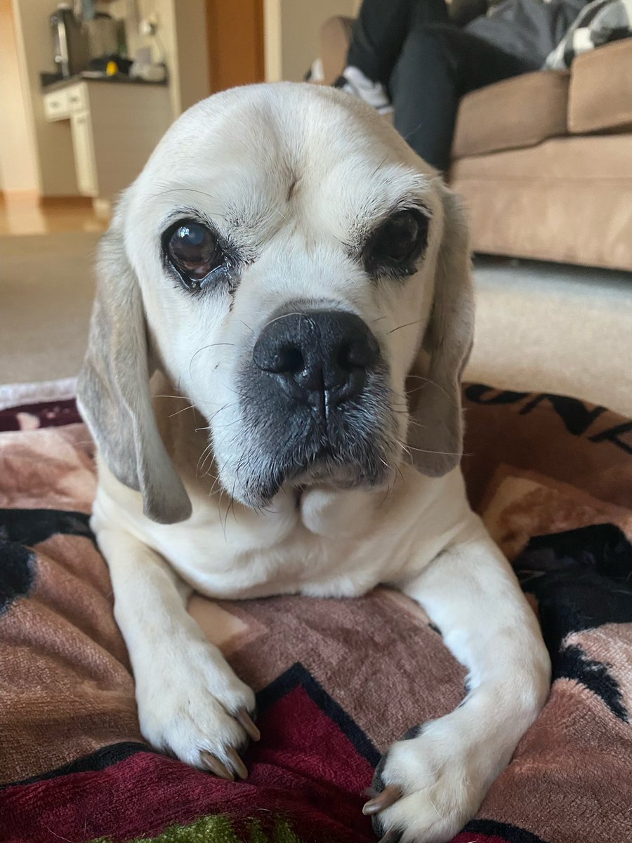 withy22's tweet photo. Had to say goodbye to my best friend Chopper yesterday after 15 1/2 great years. You will be dearly missed!! We will always love you and never forget you!! https://t.co/5oJxO887ez