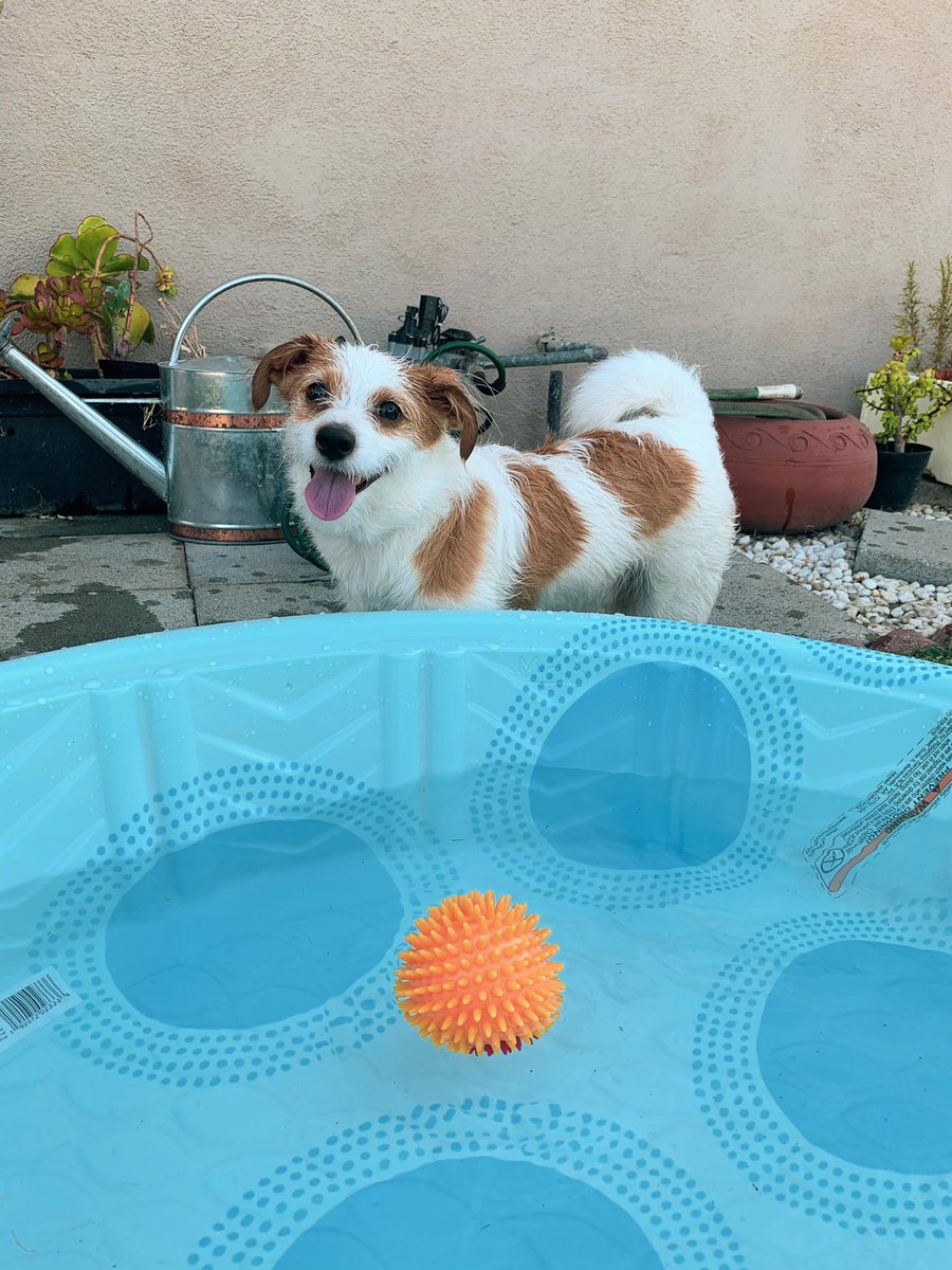 the world needs some more smiles rn. share a pic of your smiling pup! 😊😊 #dogsoftwitter #twitterdogcommunity