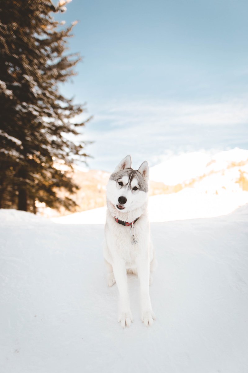 Alex, Kyra and Mika tweet media