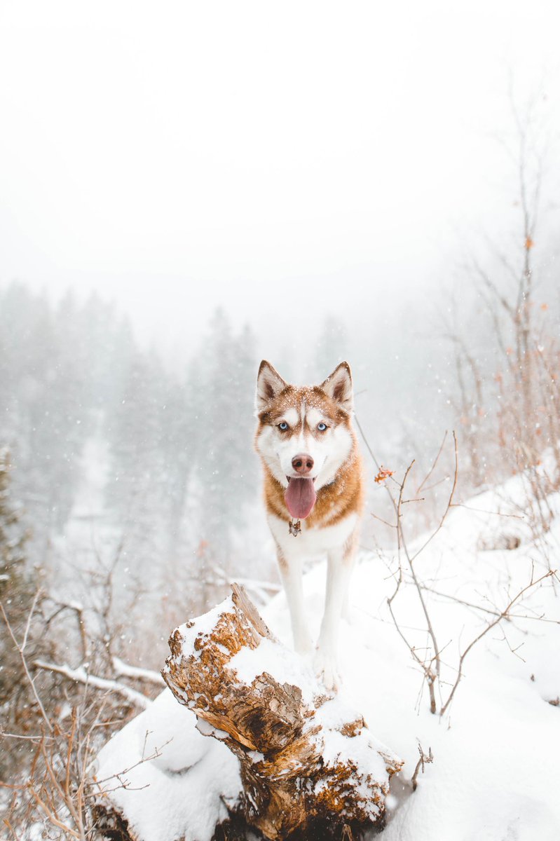 Alex, Kyra and Mika tweet media