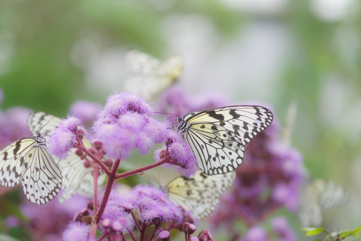 Lethe_sicelis's tweet photo. My profile pictures for March.
#オオゴマダラ #TreeNymphButterfly (Idea leuconoe)
#蝶 #butterfly #JAPAN https://t.co/2KYSW5uOX7