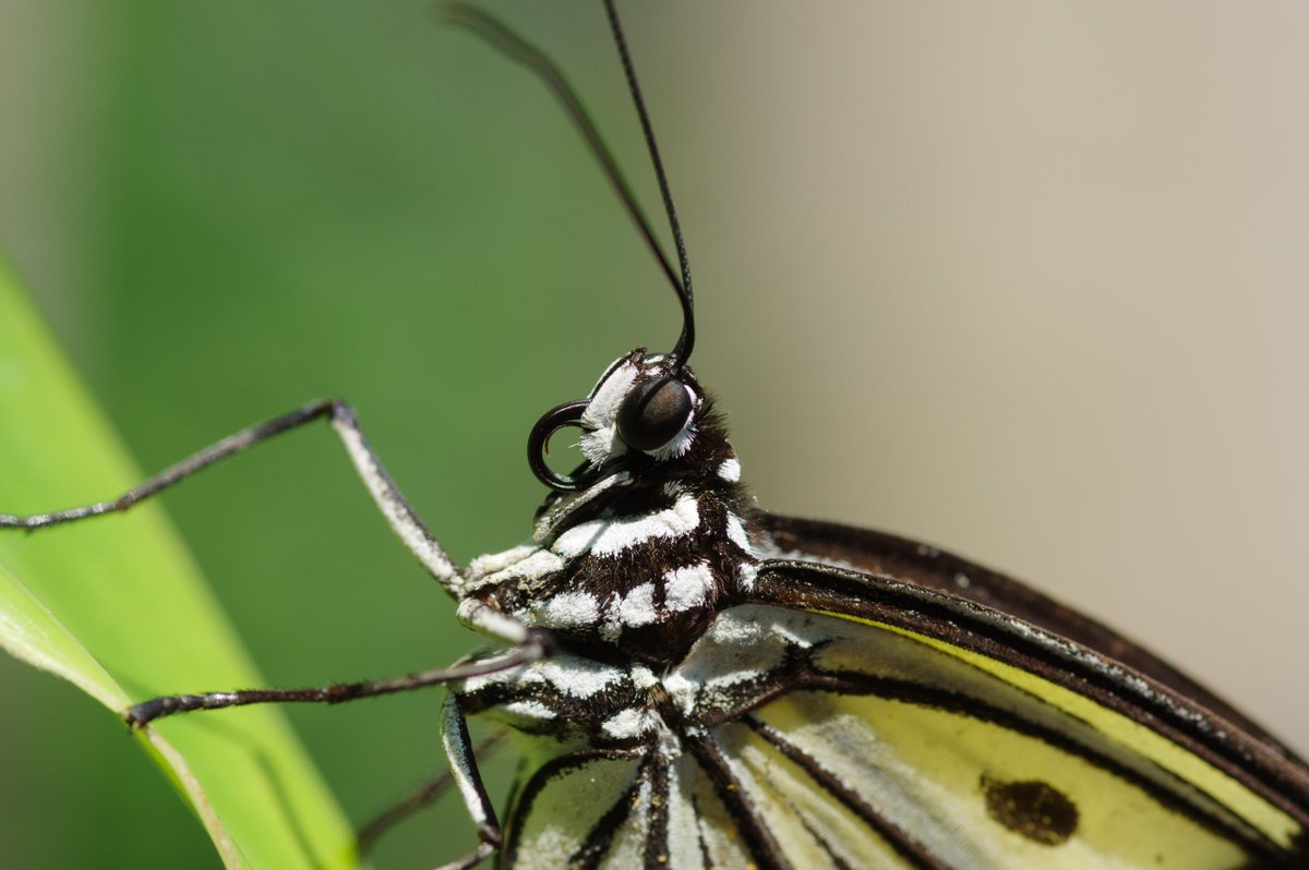 Lethe_sicelis's tweet photo. My profile pictures for March.
#オオゴマダラ #TreeNymphButterfly (Idea leuconoe)
#蝶 #butterfly #JAPAN https://t.co/2KYSW5uOX7