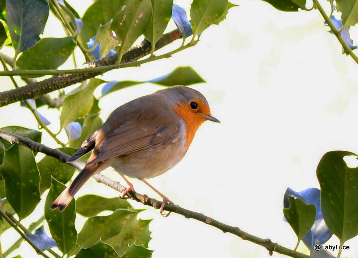 fabienne18's tweet photo. Roodborstje 27-02-2022  de Gavers-Harelbeke #walking #roodborstje #fabyluce #robin https://t.co/JmQN8Byx4u