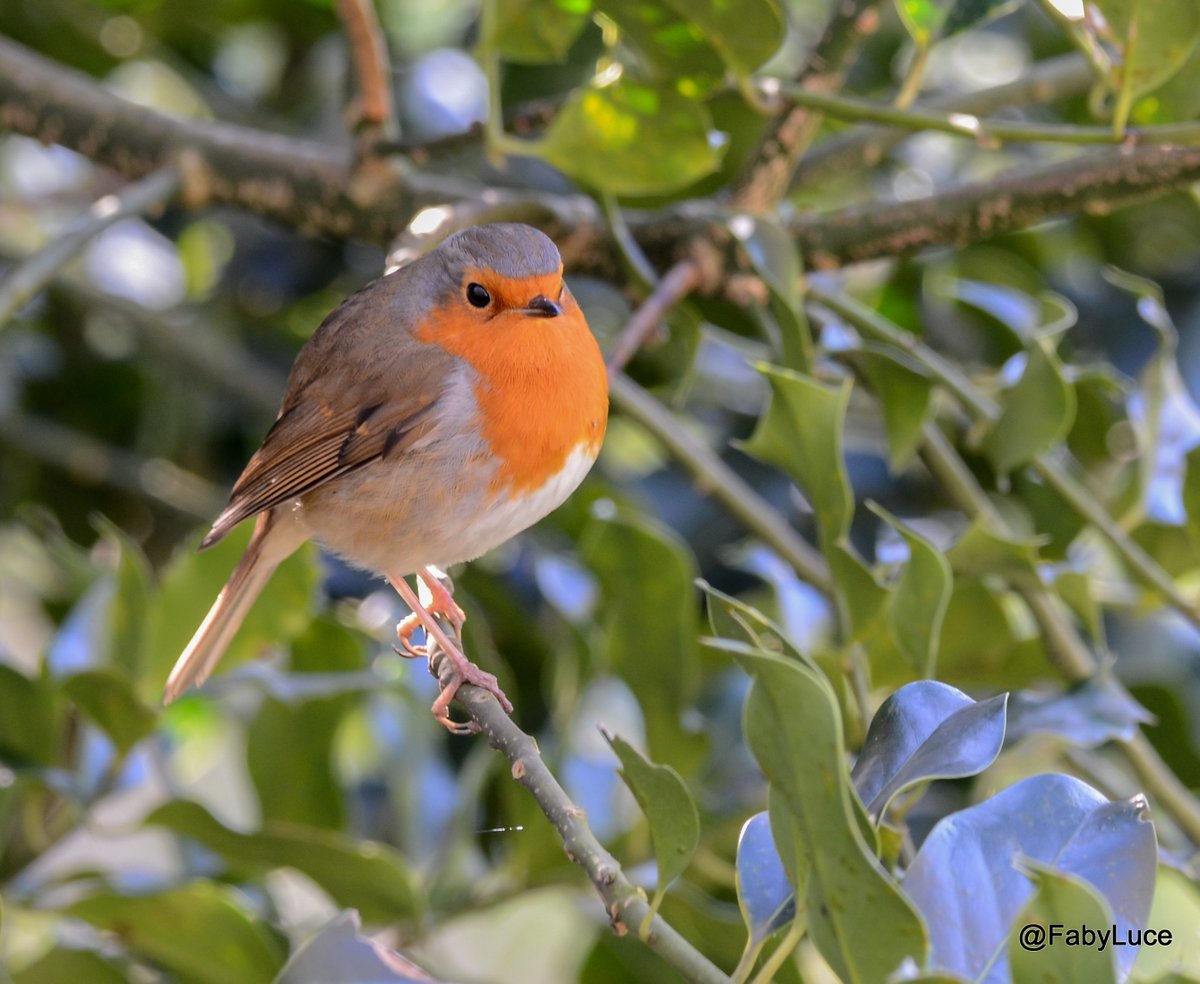 fabienne18's tweet photo. Roodborstje 27-02-2022  de Gavers-Harelbeke #walking #roodborstje #fabyluce #robin https://t.co/JmQN8Byx4u
