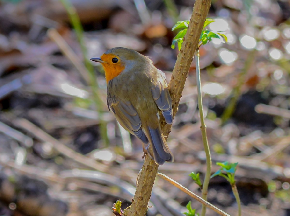 fabienne18's tweet photo. Roodborstje 27-02-2022  de Gavers-Harelbeke #walking #roodborstje #fabyluce #robin https://t.co/JmQN8Byx4u