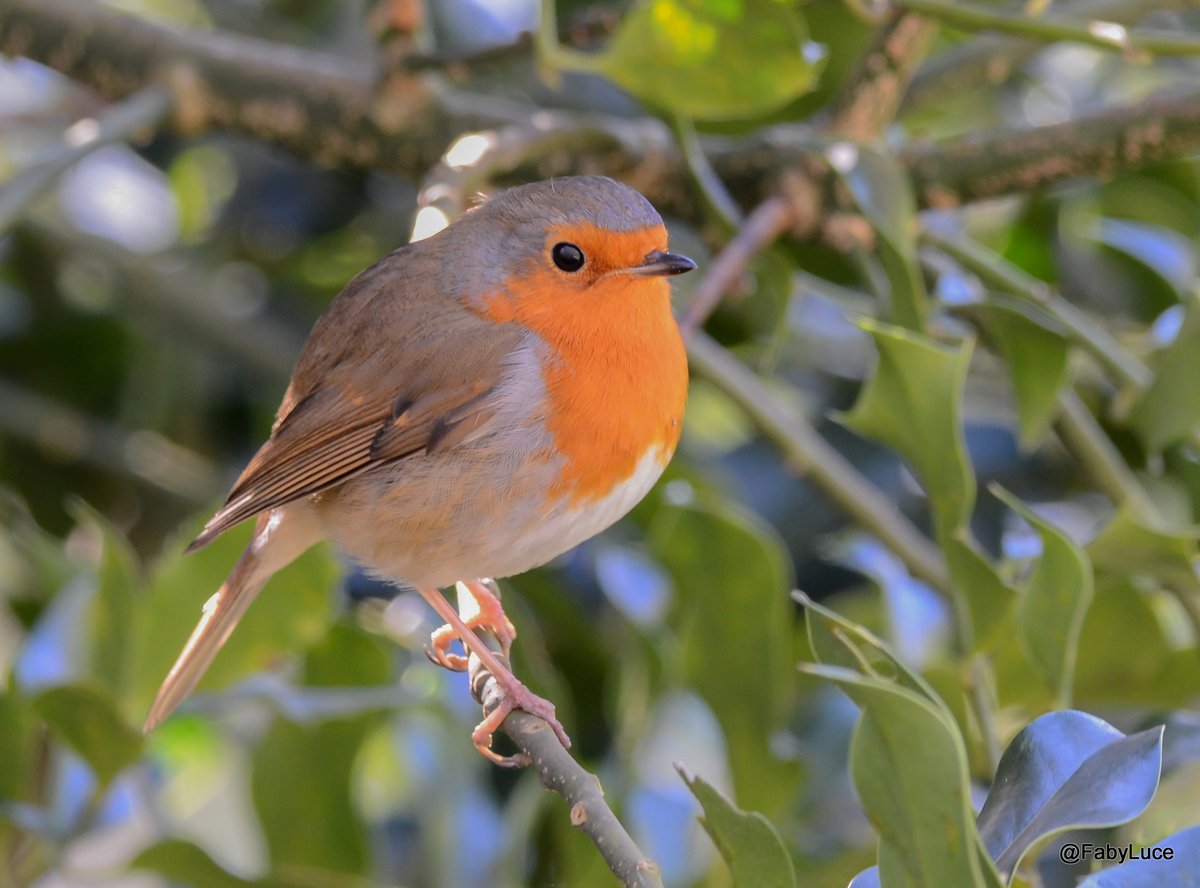 fabienne18's tweet photo. Roodborstje 27-02-2022  de Gavers-Harelbeke #walking #roodborstje #fabyluce #robin https://t.co/JmQN8Byx4u