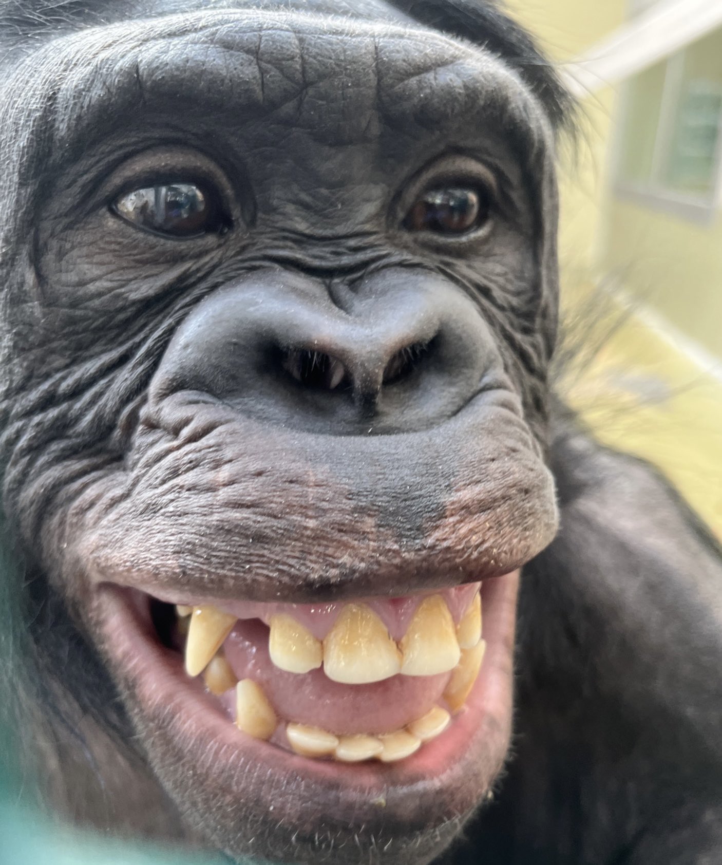 This is My Weekend Face Happy Monkey Smile -MAGNET