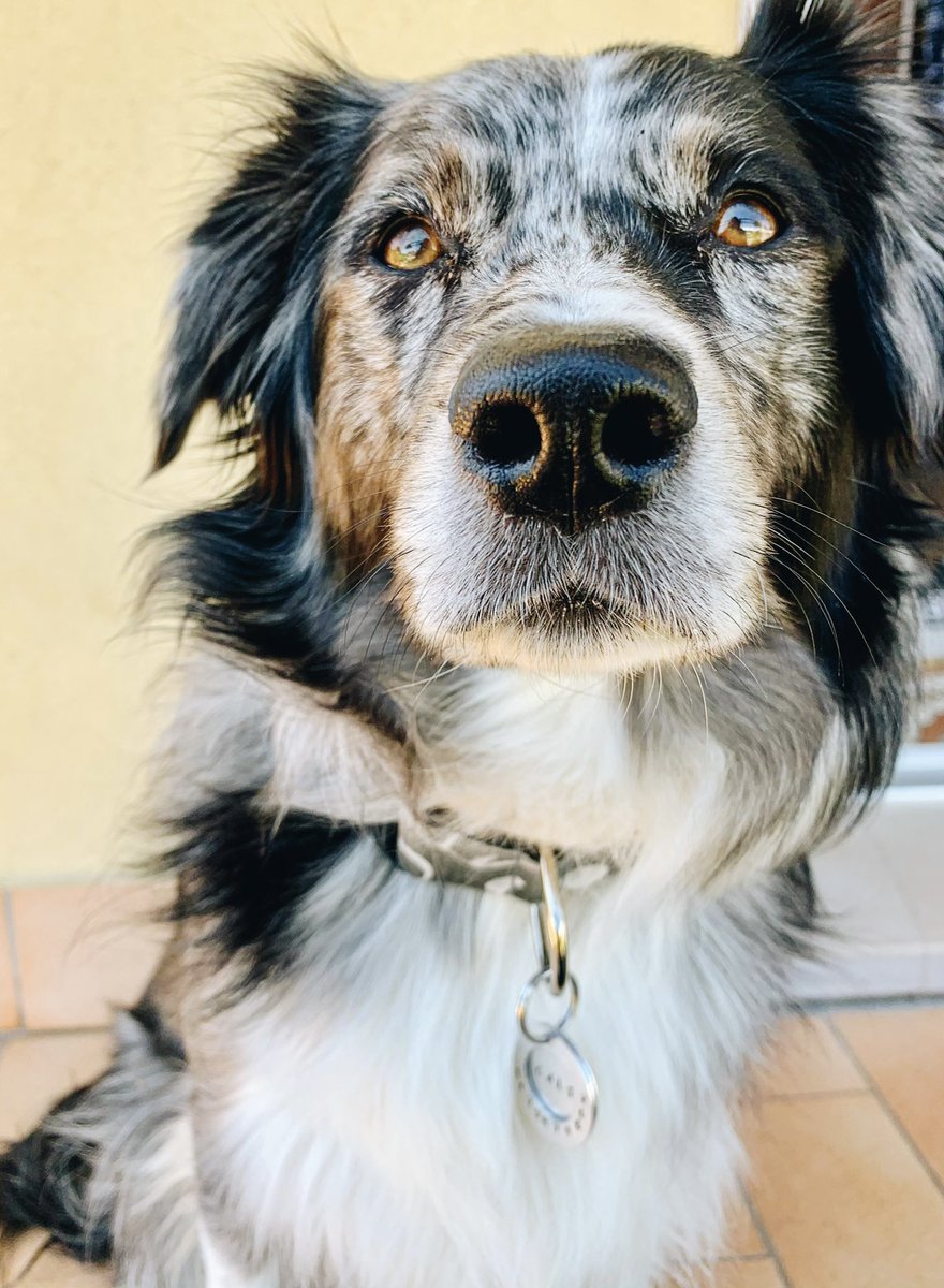 Thanks for the nomination <a href="/pawfuramily/">Pawfuramily</a> 🥰

We challenge <a href="/hemmytheaussie/">HemDawg</a> @wildlyluna <a href="/packofthepnw_/">Oakley • Luna • Peanut</a> to share a boop picture 🤍
#twitterdogcommunity