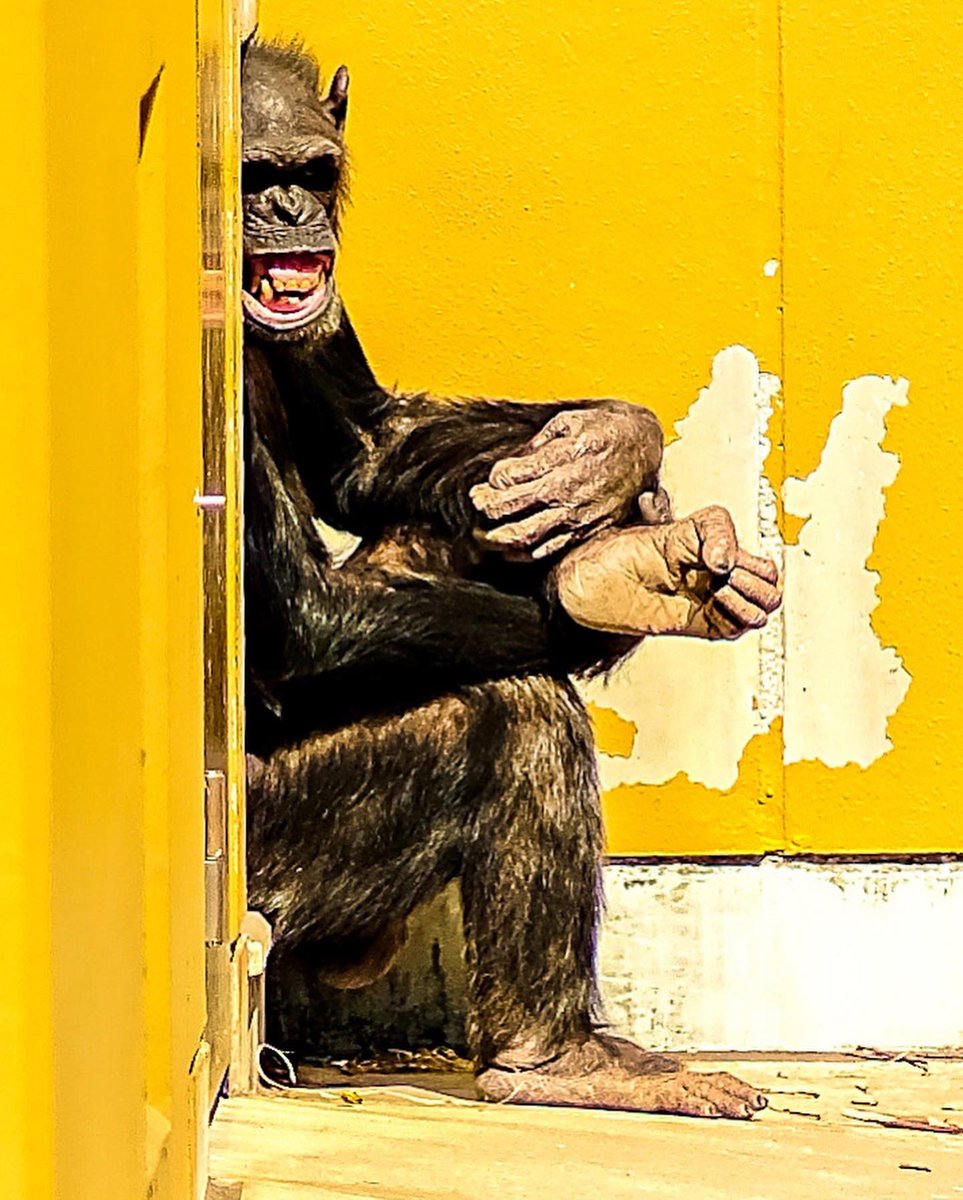 sumrsurf's tweet photo. Monday Morning , here we go again.  Mellow yellow calms.🐒😡 
Have a great week everyone. 

#NFTCommunity #nftart #nftbastard #nfttherapysession #nftcollector #nftphotography https://t.co/ftE8hvHznI