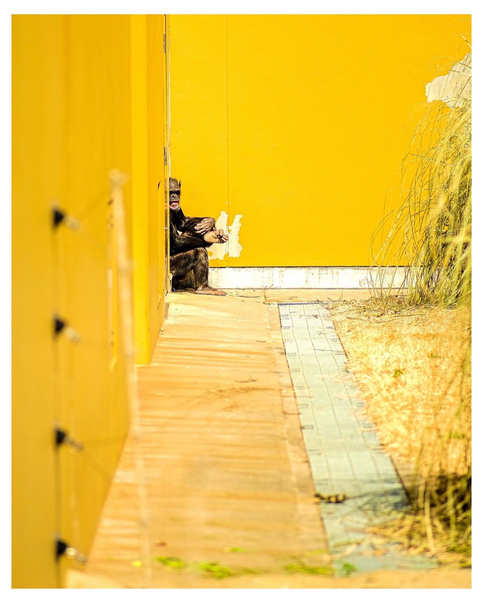 sumrsurf's tweet photo. Monday Morning , here we go again.  Mellow yellow calms.🐒😡 
Have a great week everyone. 

#NFTCommunity #nftart #nftbastard #nfttherapysession #nftcollector #nftphotography https://t.co/ftE8hvHznI