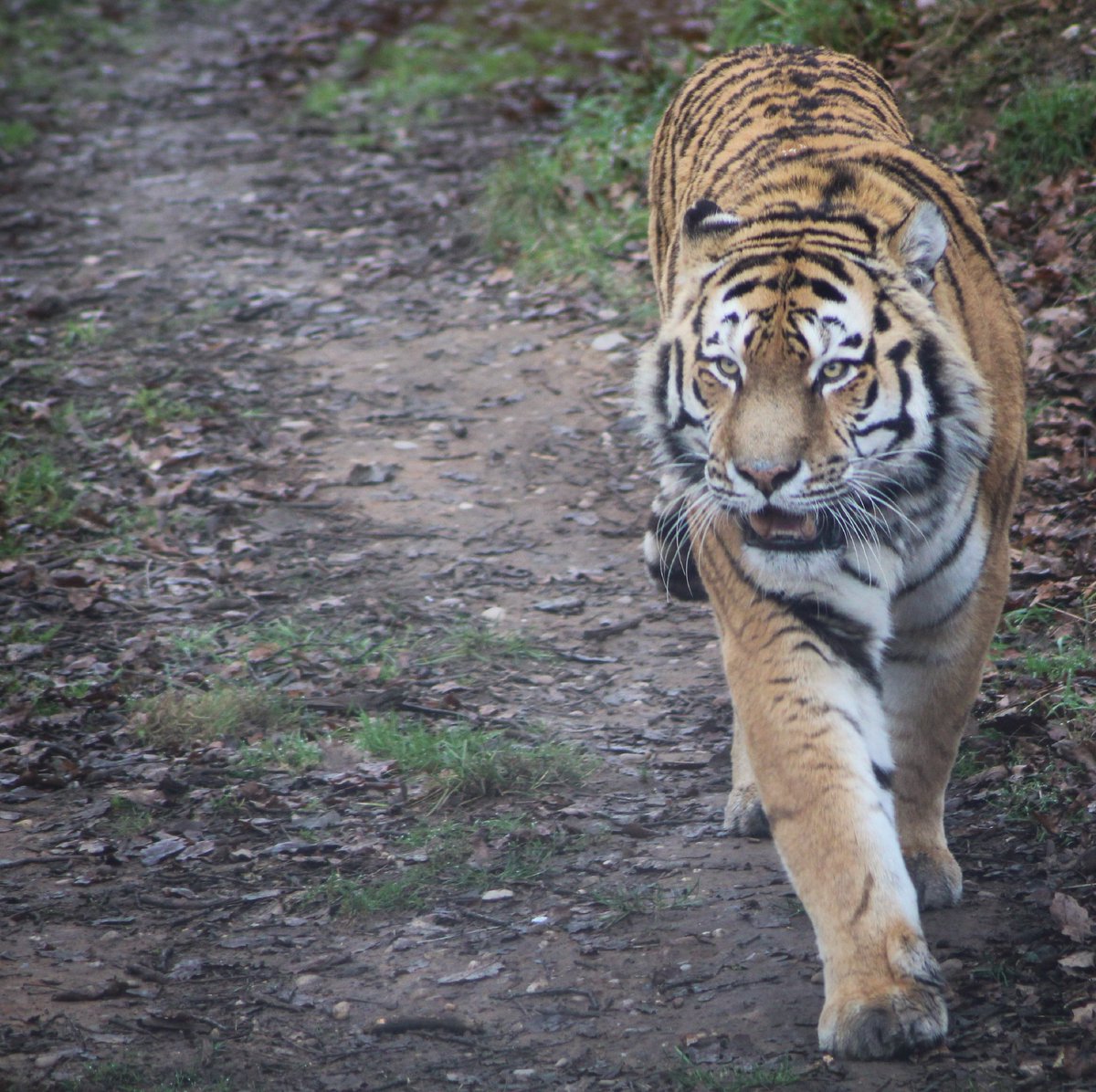 LifeInSlowMoti2's tweet photo. Midday Meander

I loved getting the opportunity to capture some photos of Vlad walking towards the camera. I feel they really captured his uniqueness and personality.

Captured @YorkshireWP on the 15th January 2022
#Tiger #photography #wildlifephotography

https://t.co/cyA2J4GqeI https://t.co/yTbT7uI1iA