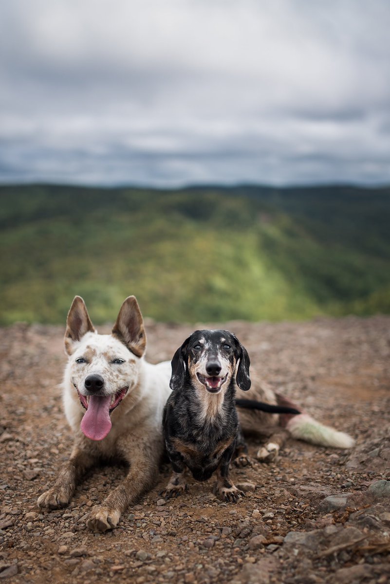 Dazzle_everything tweet media