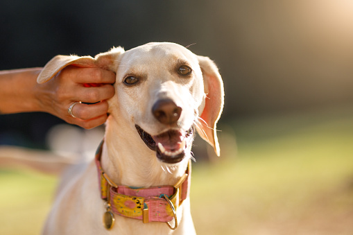 DoggosAll's tweet image. As many as 20% of dogs have some form of ear disease at any given time. If your dog has itchy ears, here are the symptoms and potential issues you might be dealing with.

#alldoggos #dogblog #doghasitchyears

alldoggos.com/help-my-dog-ha…