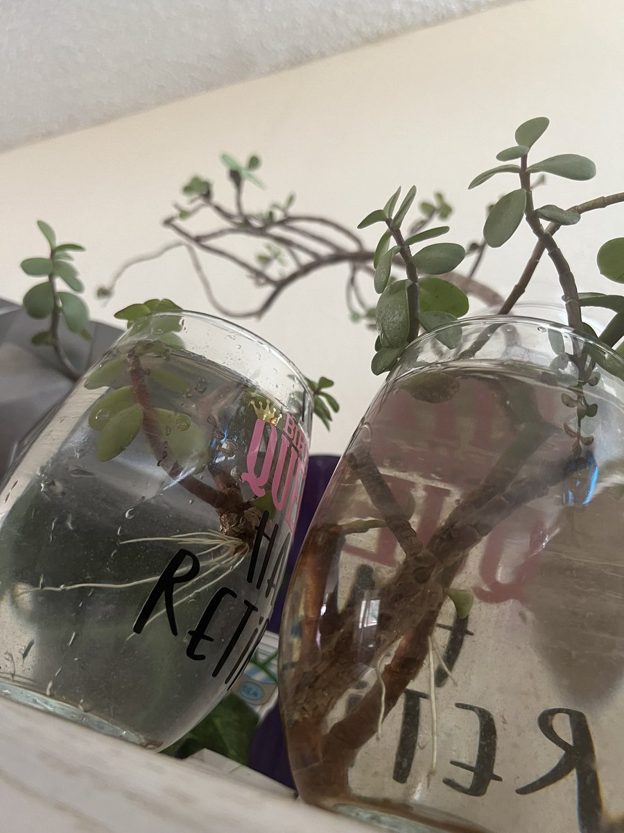 ImAWeirdoBabe's tweet photo. New roots!! #HouseplantHour #yay #plants #elephantbush #propgation https://t.co/FhiGLV7xIm