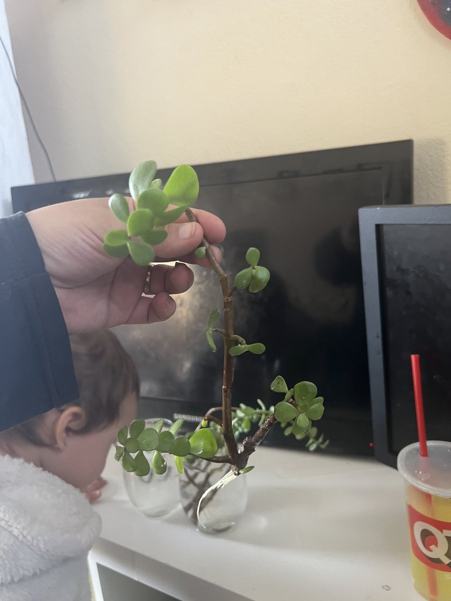 ImAWeirdoBabe's tweet photo. New roots!! #HouseplantHour #yay #plants #elephantbush #propgation https://t.co/FhiGLV7xIm