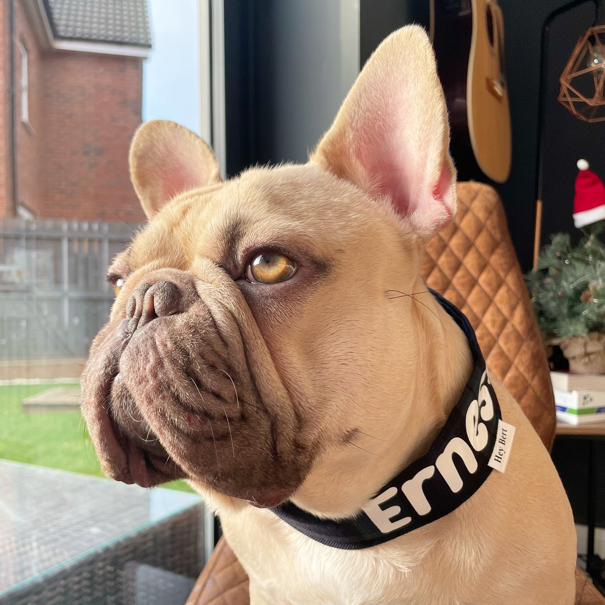 HeyBert_co's tweet photo. @hearthandhowl Our baby Ern ❤️ https://t.co/P8Jma1Z8Nz