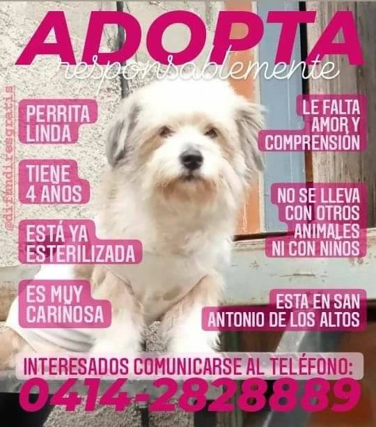 PerroUsuario Wof '•' tweet media