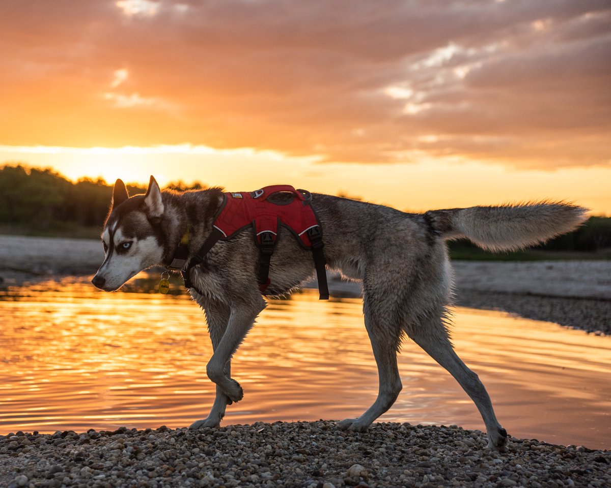 Husky Snow Pack tweet media