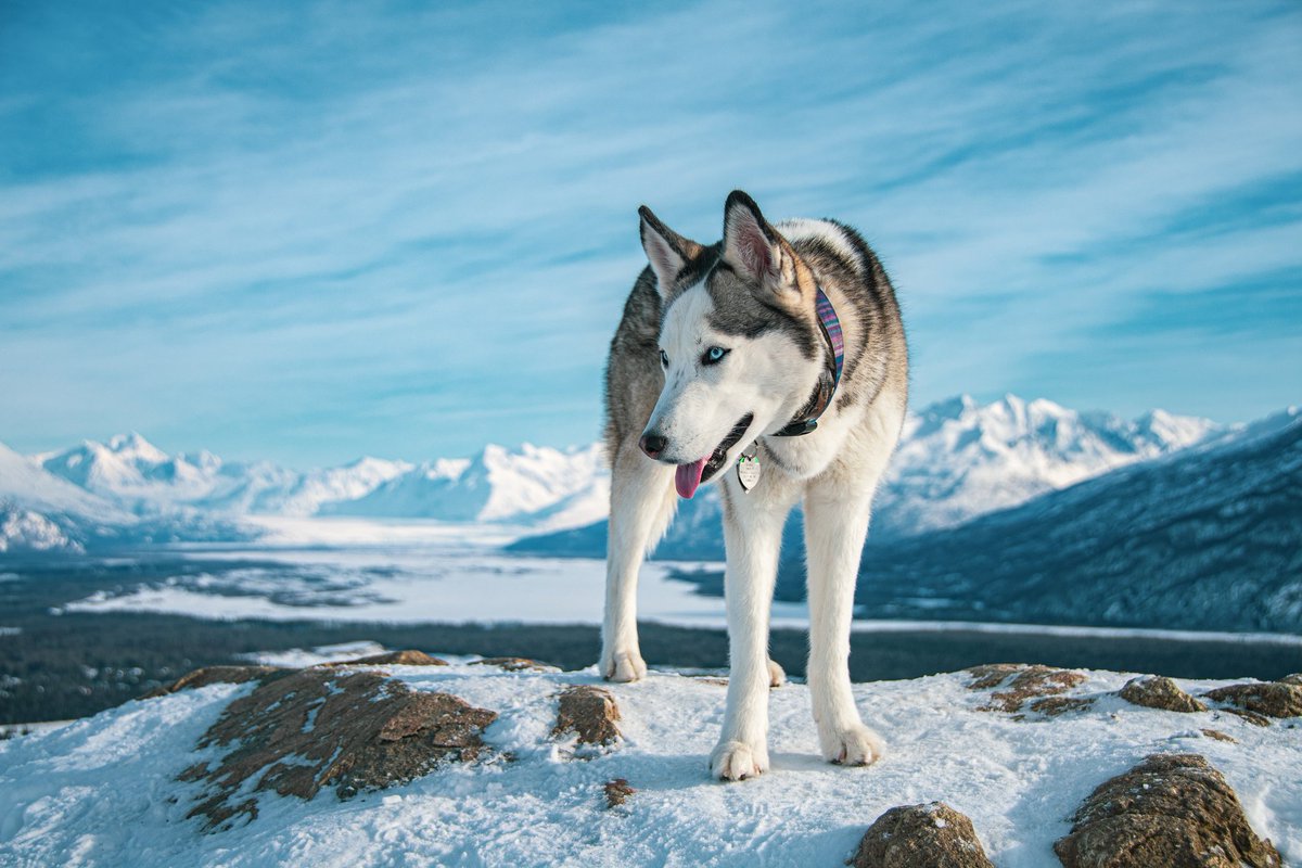 The mountains are calling and I must go ⛰️
#twitterdogs #twitterdogcommunity #husky #dogsofinstagram
