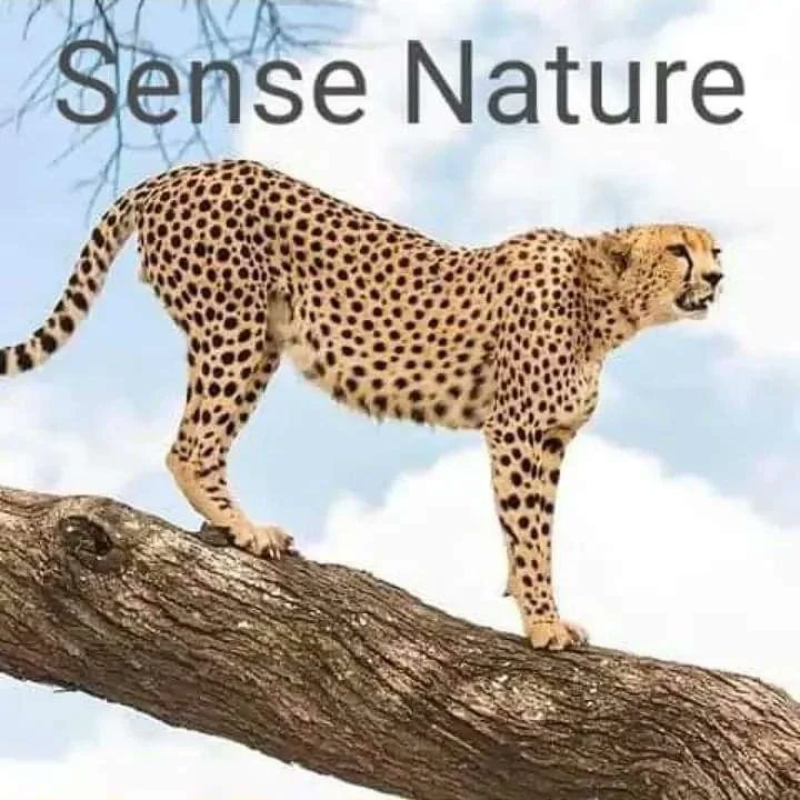 SenseNatureAds's tweet photo. Explore the wildcats
#safari 
#Serengeti 
#ngorongoro
#tarangire 
#manyara 
#summer2022 
#booknow https://t.co/BNCjCrRUKe