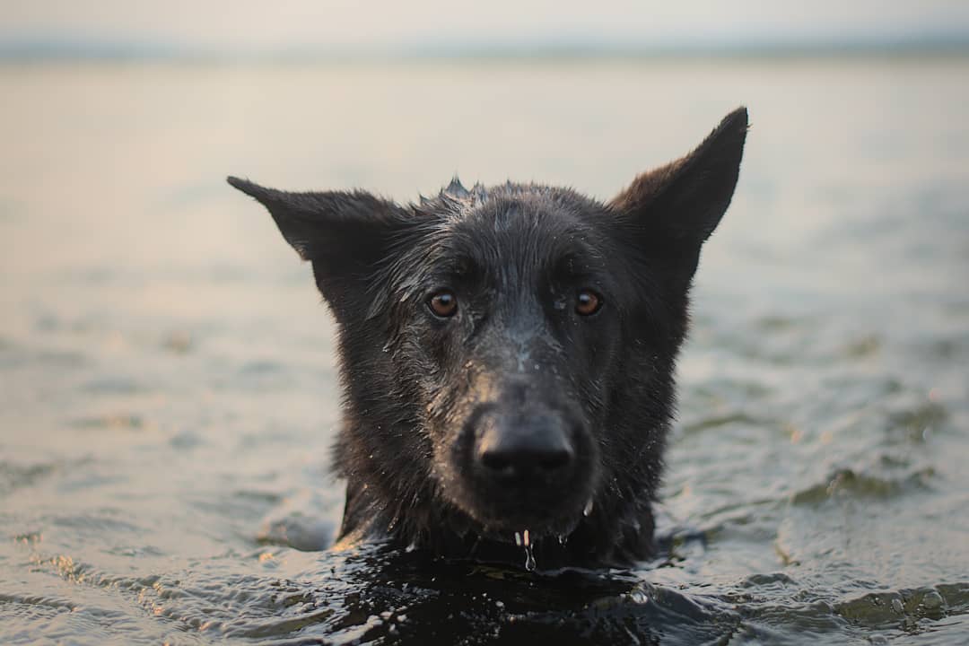 I've been on Twitter for 2 days and only hate one thing so far: Dear Twitter...is it too much to ask for me to be able to easily see which photo has been replied/commented on? Why do I have to go through every post and search for it? 
.
#twitterdogcommunity #dogsoftwitter