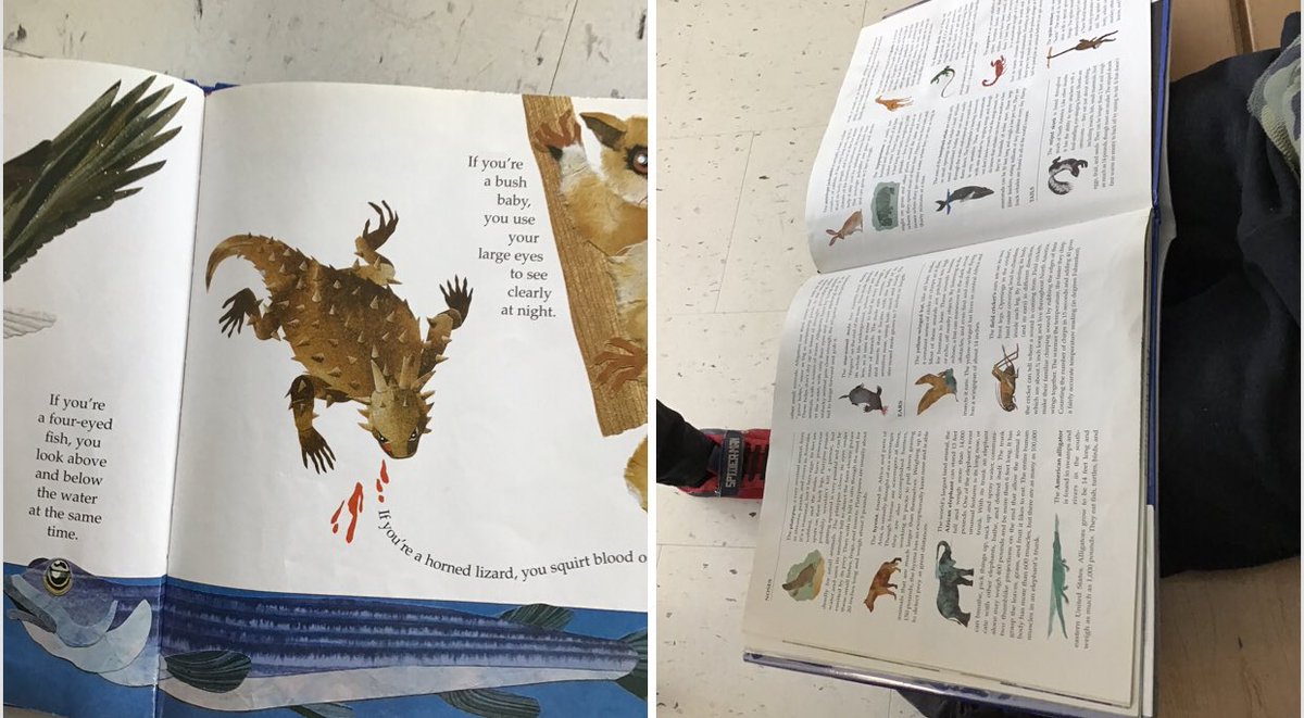 Amanda Thomas tweet media