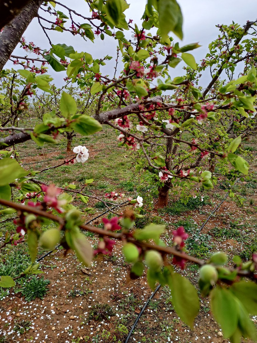 Caquis-Albaricoques tweet media