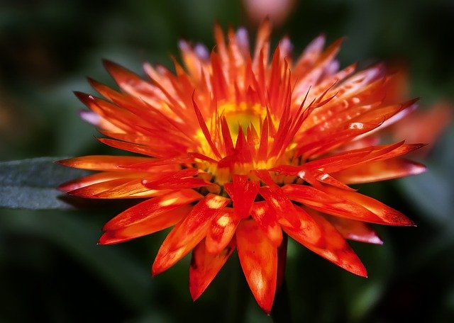 ヘリクリサム Twitter Search Twitter