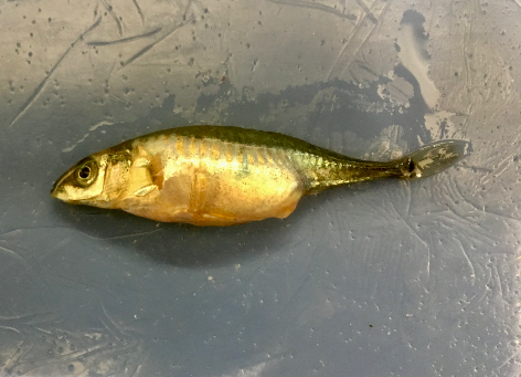 EvolLetters's tweet photo. In our latest author blog, @AmandaHund writes about taking an experimental approach to studying parasite resistance in three-spine sticklebacks https://t.co/yP8z72PYPQ  Photos: Amanda Hund #evolution #parasites #fish #science #blog https://t.co/amt32NPuqh
