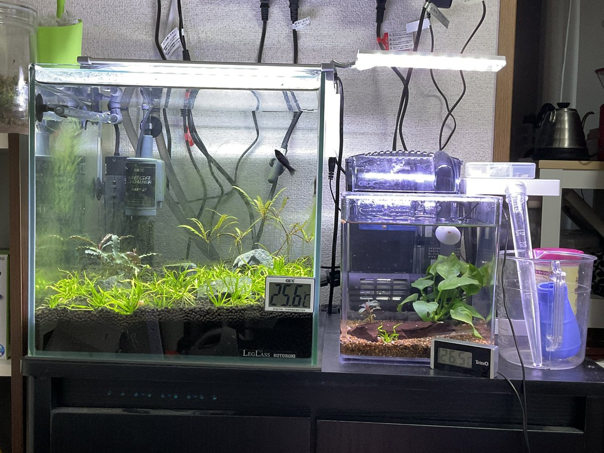 オトシンとブラックライヤーモーリー入れた。落ち着いたら、アンゴラバルブとラスボラエスペイ入れたい。ミニ水槽にはミクロラスボラハナビ入れようかな。