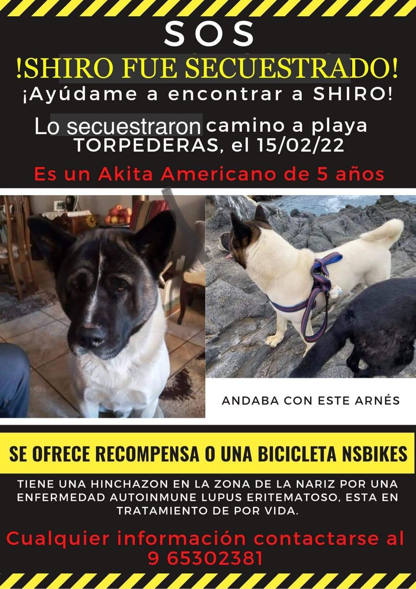 AnimalParaiso's tweet photo. Se busca a Shiro, fue robado en Valparaíso cerca de playa Las Torpederas, cualquier información de su paradero favor contactar al número que aparece en la imagen (se ofrece recompensa). https://t.co/lcLBKLPQbD