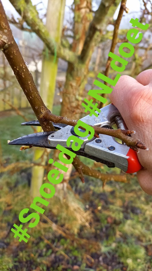 Zin om je in te zetten als vrijwilliger? Altijd al groene vingers gehad? Of wil je een bijdrage leveren aan behoud van #hoogstamfruit? 

Op 11 &amp; 12 maart kan iedereen snoeien onder begeleiding van ervaren snoeiers. Check de link en schrijf je in!!

nldoet.nl/resultaten-op-…