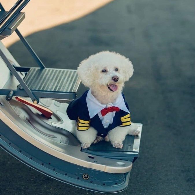 AerlexLawGroup's tweet photo. The captain is ready ✈️ Maybe the cutest #jetsetter ever 🛩 Aerlex makes sure ALL your family is riding in style ✨
.
.
📸 debora.hott
.
.
#jet #bizav #Aerlex #AirCharter #pilot #aviation #lawyerup #aircraft #FAA #dogsonjets https://t.co/YicYlkqopw