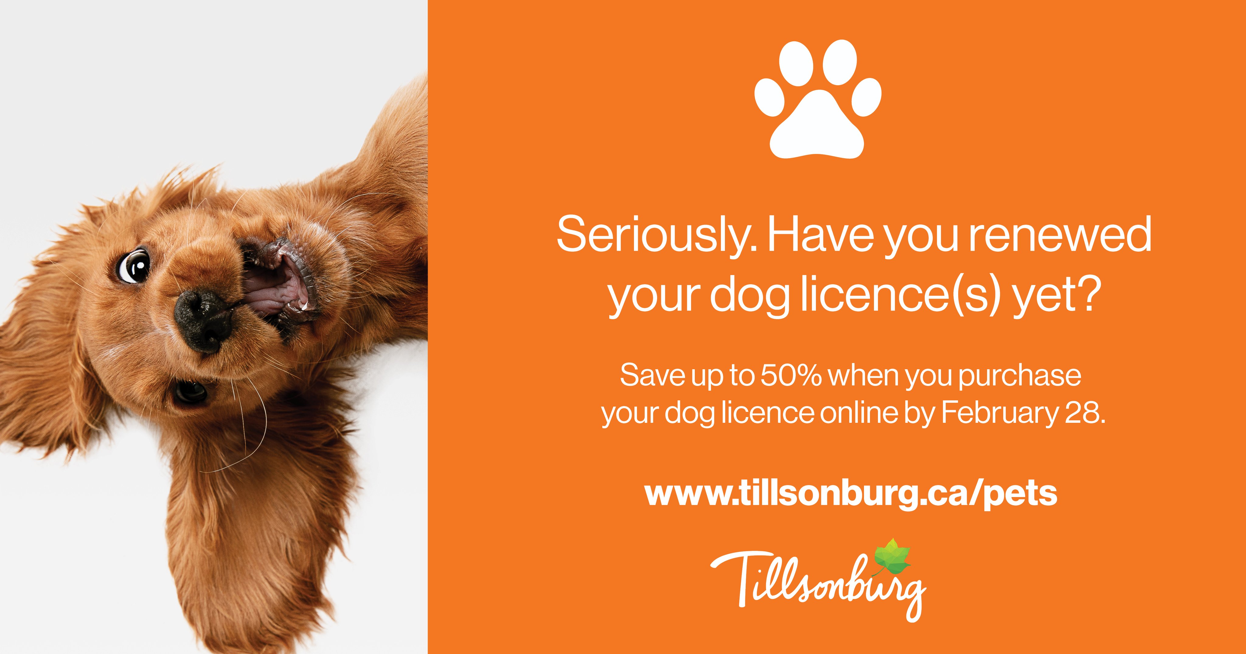 Can You Pay Dog Licence Online